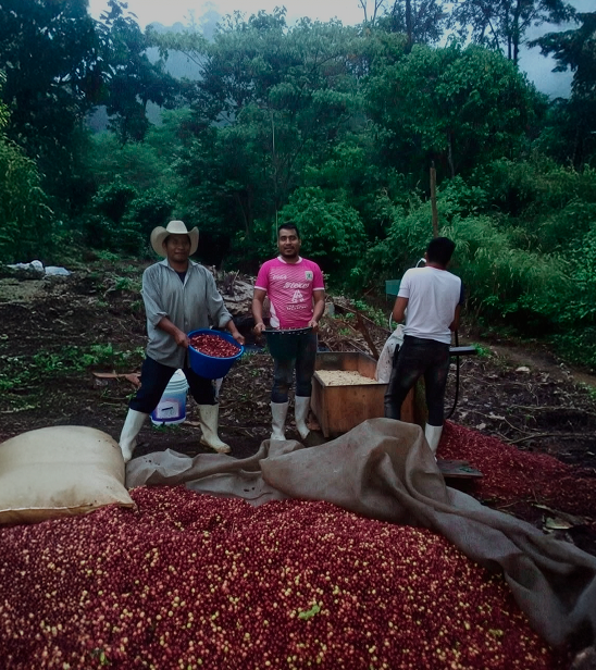 Agricultura sostenible en México