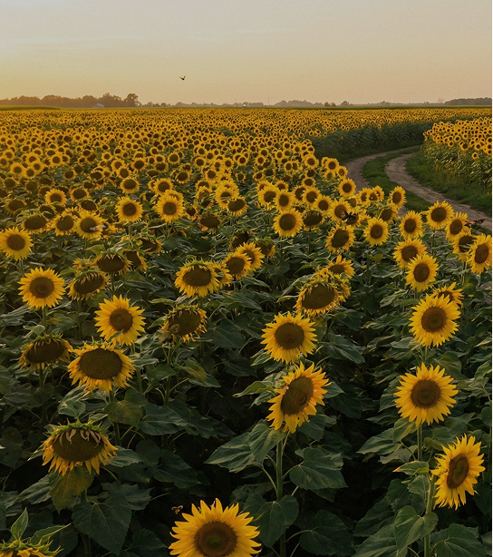 10 años en operación - Miles de créditos en proyectos que impactan al mundo